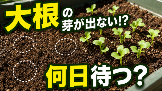 大根の種をまいても芽が出ない時の待つ日数と対策を紹介するアイキャッチ