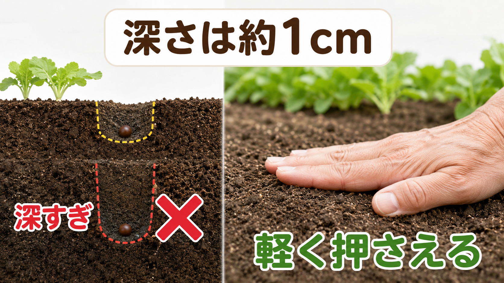 大根の種を約1cmの深さにまいて土を軽く押さえる方法