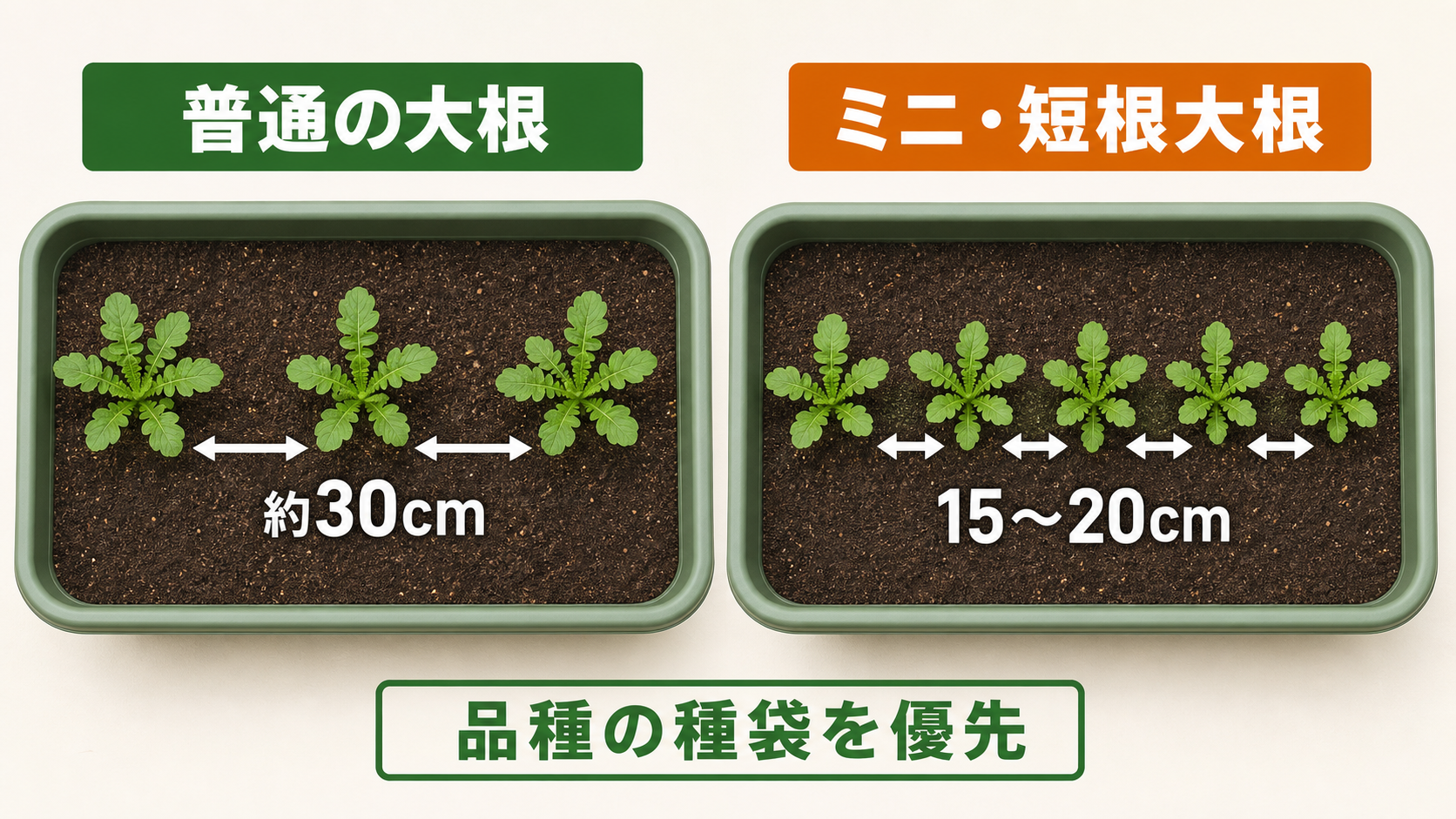普通の大根とミニ大根の最終株間を比較した図
