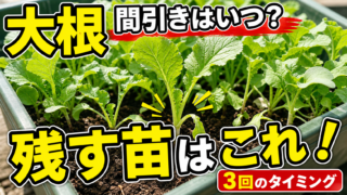 大根の間引き時期と残す苗の見分け方を紹介するアイキャッチ