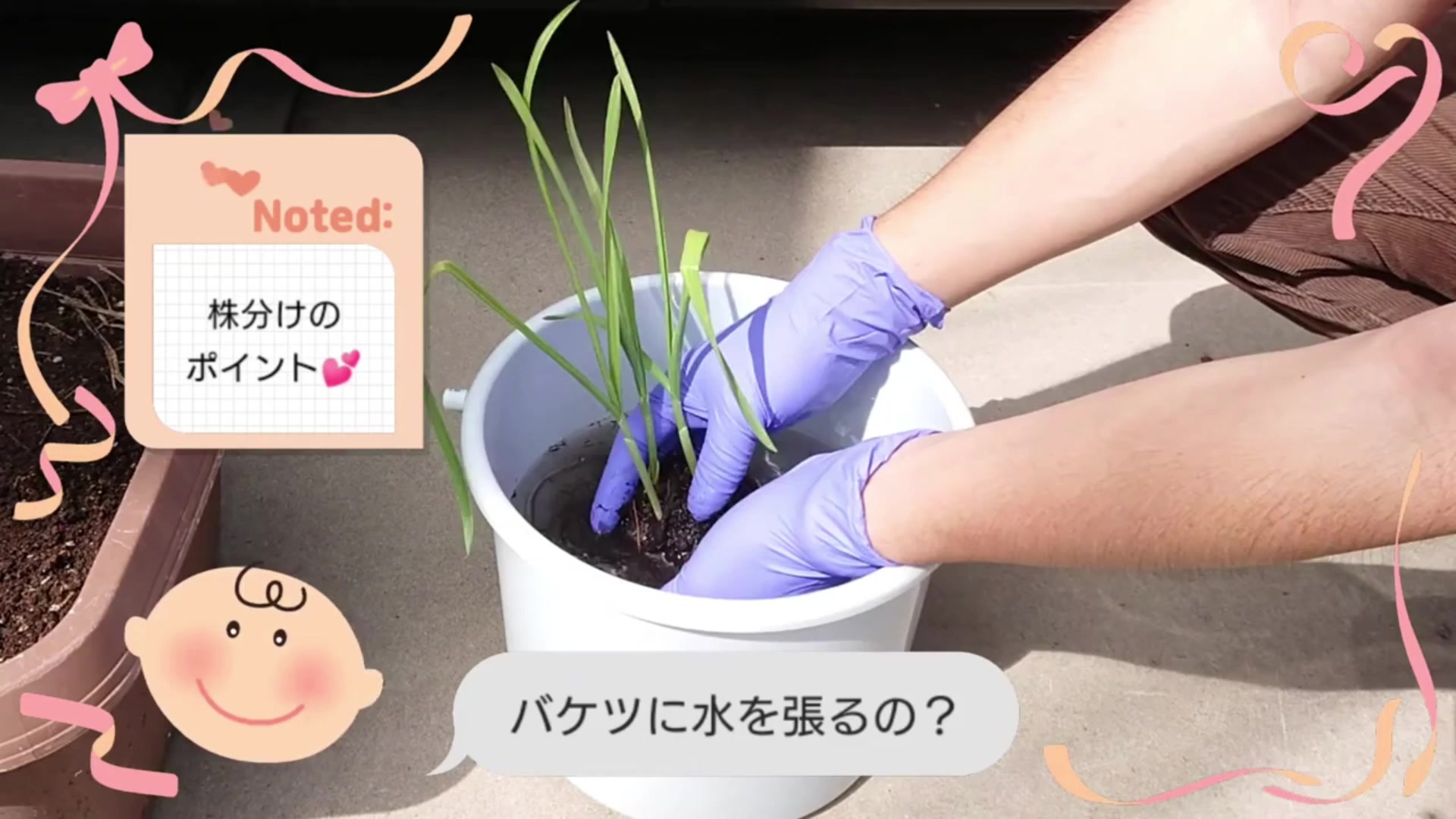 水の中でニンニク苗の土をほぐして株分けする様子