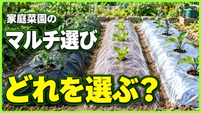 家庭菜園のマルチ、黒・透明・シルバーのどれを選ぶ？
