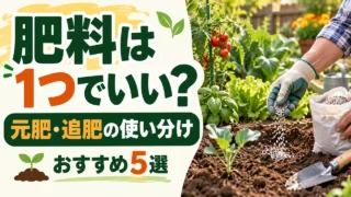 家庭菜園の元肥と追肥の使い分けを紹介する記事アイキャッチ