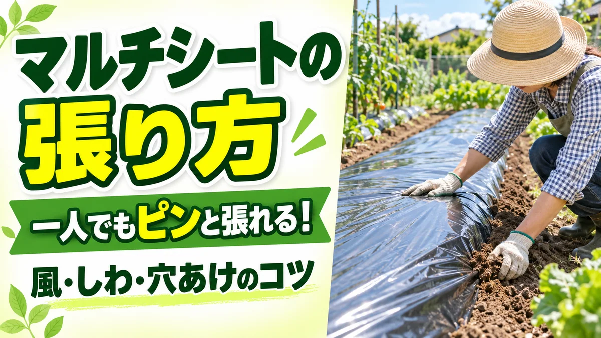 マルチシートの張り方。一人でもピンと張れる