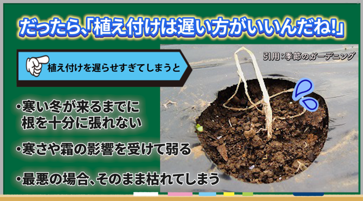 玉ねぎ苗の植え付けが遅すぎると寒さで弱る理由