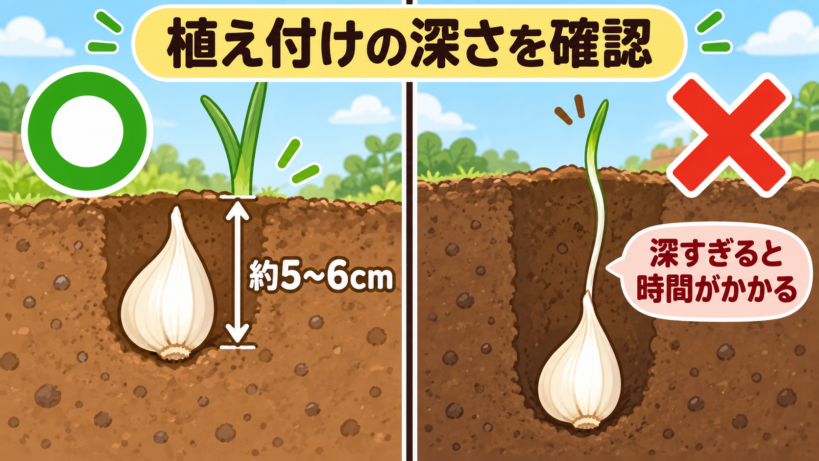 ニンニクの植え付けは約5〜6cm、深すぎると芽が出るまで時間がかかる