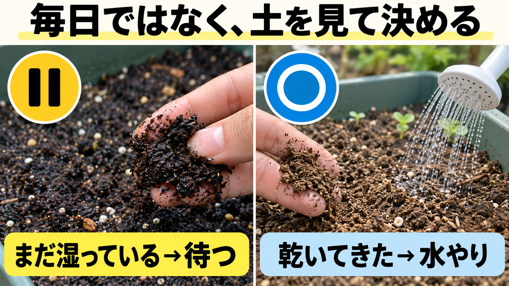 土が湿っていれば待ち、乾いてきたらやさしく水を与える