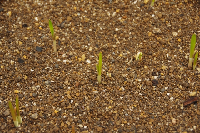 土から顔を出したニンニクの芽