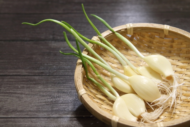芽と根が伸びたニンニクの種片