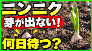 ニンニクの芽が出ないときに何日待つかを紹介するアイキャッチ