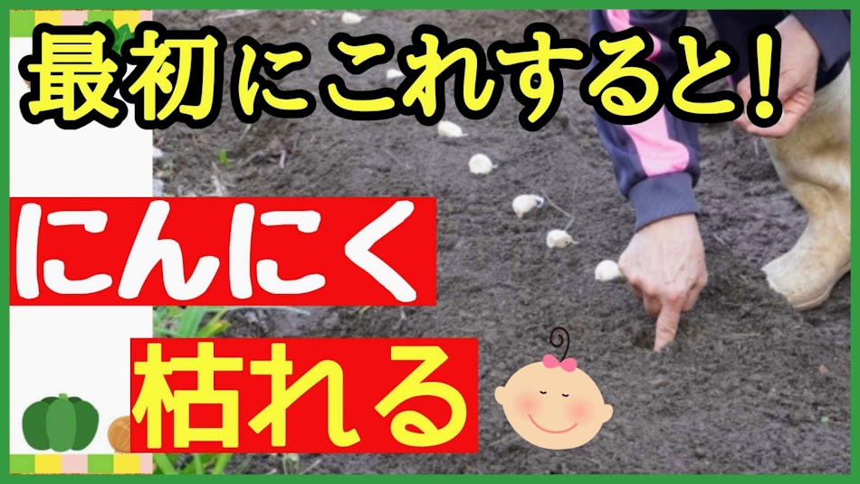 ニンニクの植え付けを紹介する添付アイキャッチ