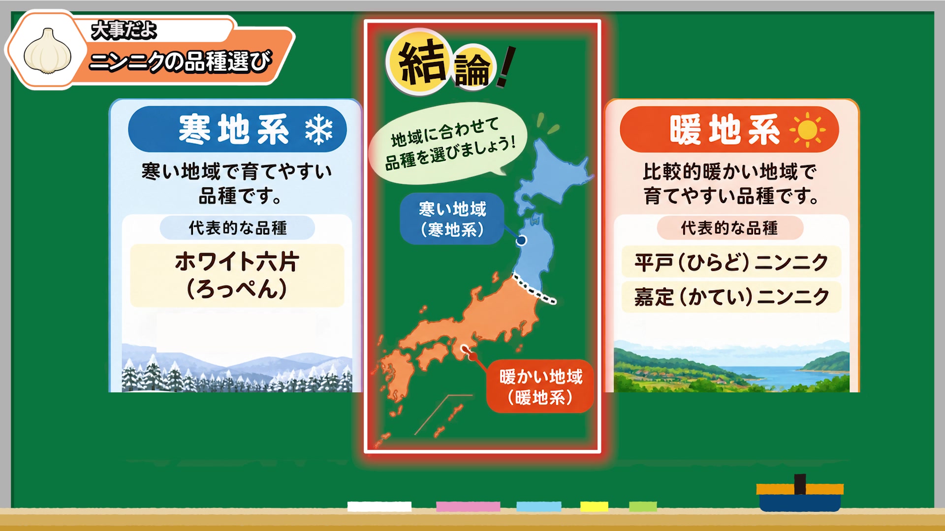 寒い地域向けと暖かい地域向けのニンニク品種