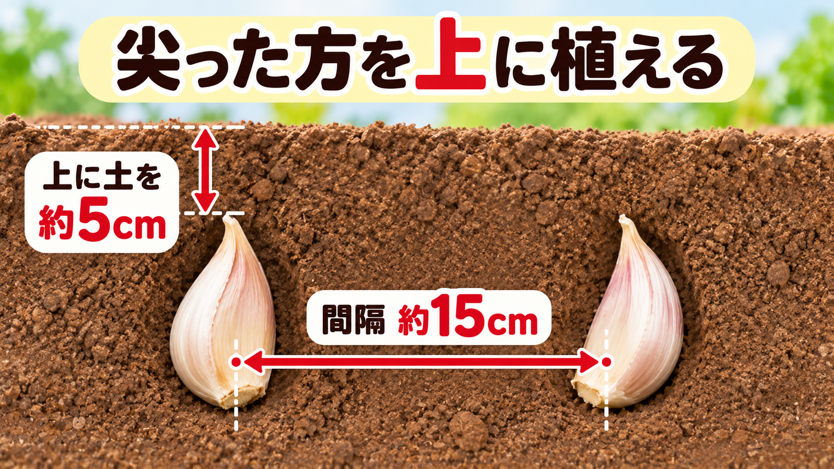 ニンニクの先端から土の表面まで約5cm、株間約15cmの図