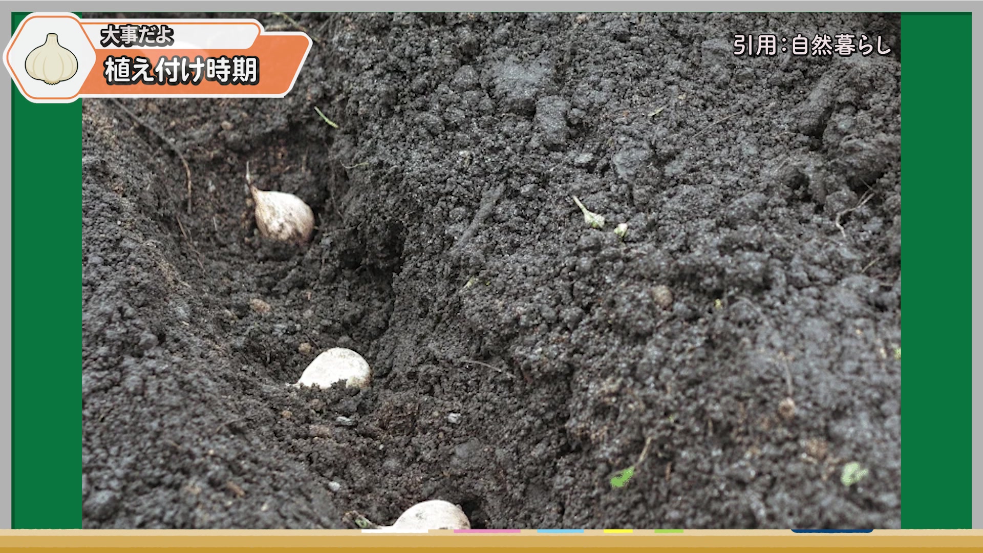 畑で植え付け位置に並べた種ニンニク