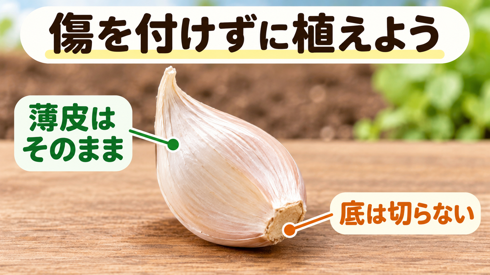 薄皮を残し、根が出る底の部分を傷つけずに植える図