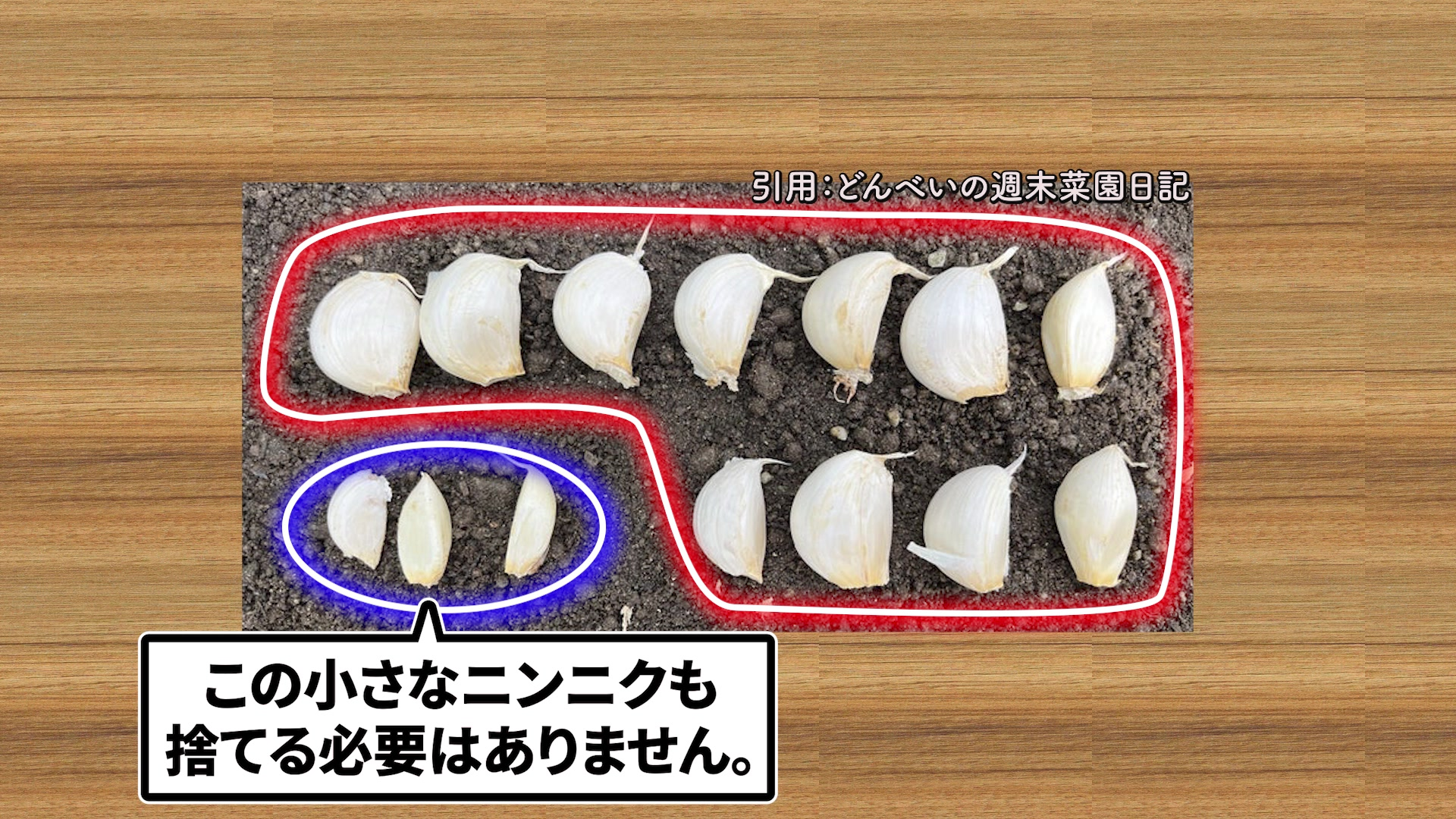大きな種ニンニクと小さな種ニンニクの比較