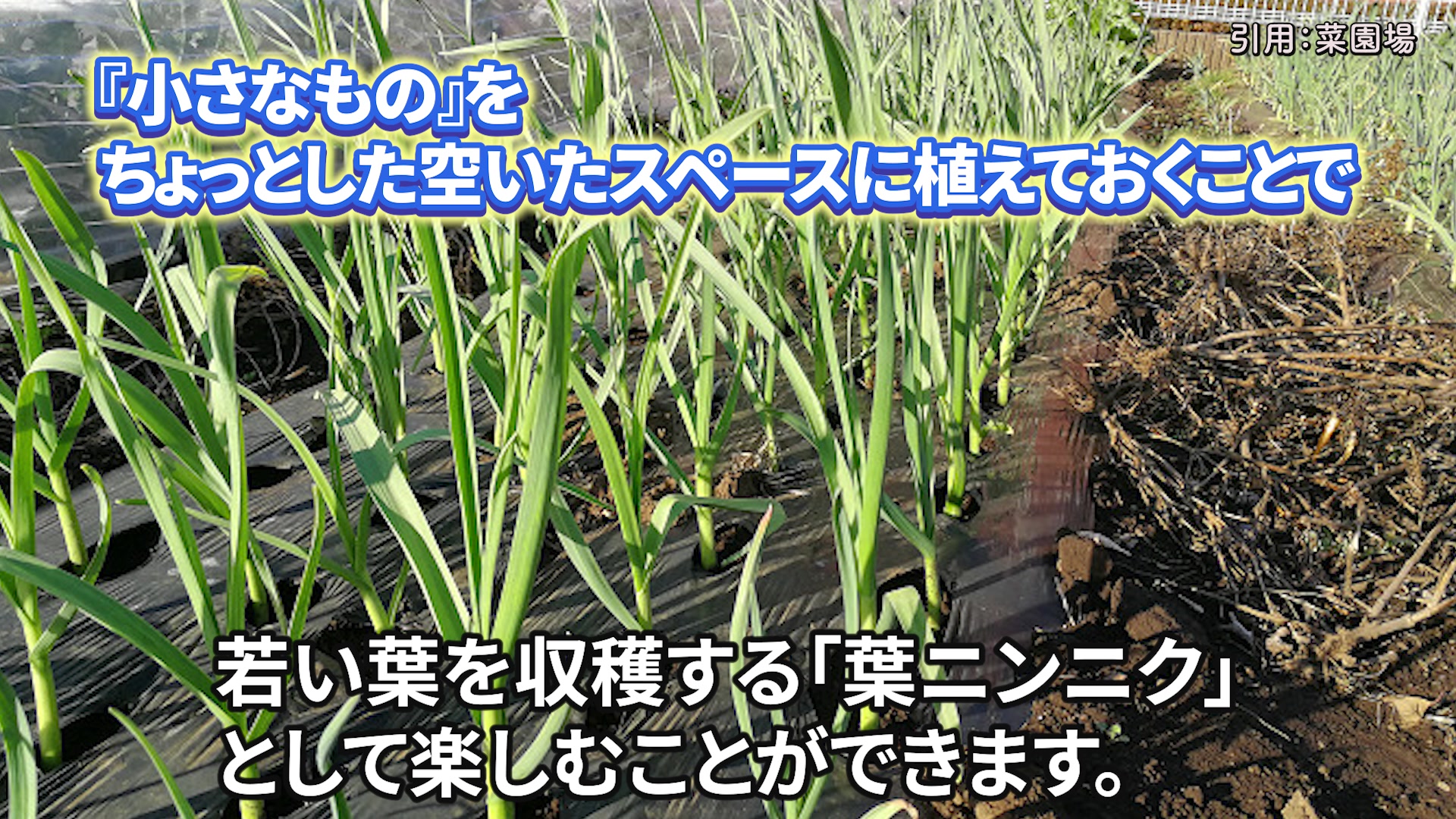 若い葉を収穫して楽しむ葉ニンニクを紹介する動画の場面