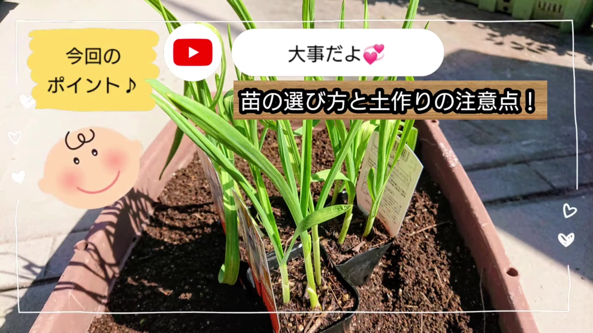 ニンニク苗の選び方と植え付けのポイント