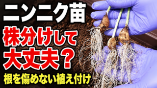 ニンニク苗を株分けして根を傷めずに植え付ける方法を伝えるアイキャッチ
