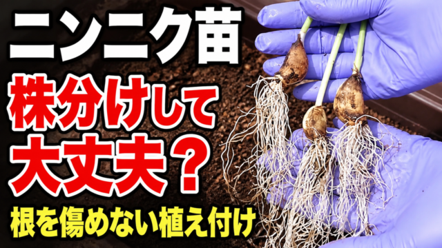 ニンニク苗を株分けして根を傷めずに植え付ける方法を伝えるアイキャッチ