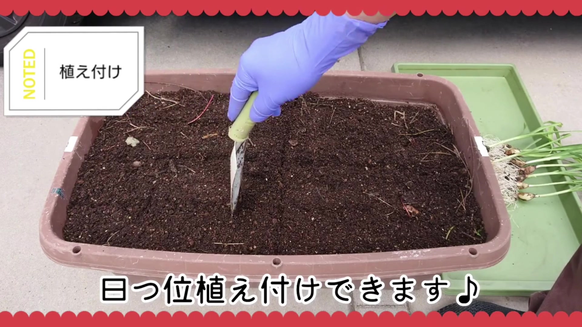 プランターでニンニク苗の植え付け位置を決める様子