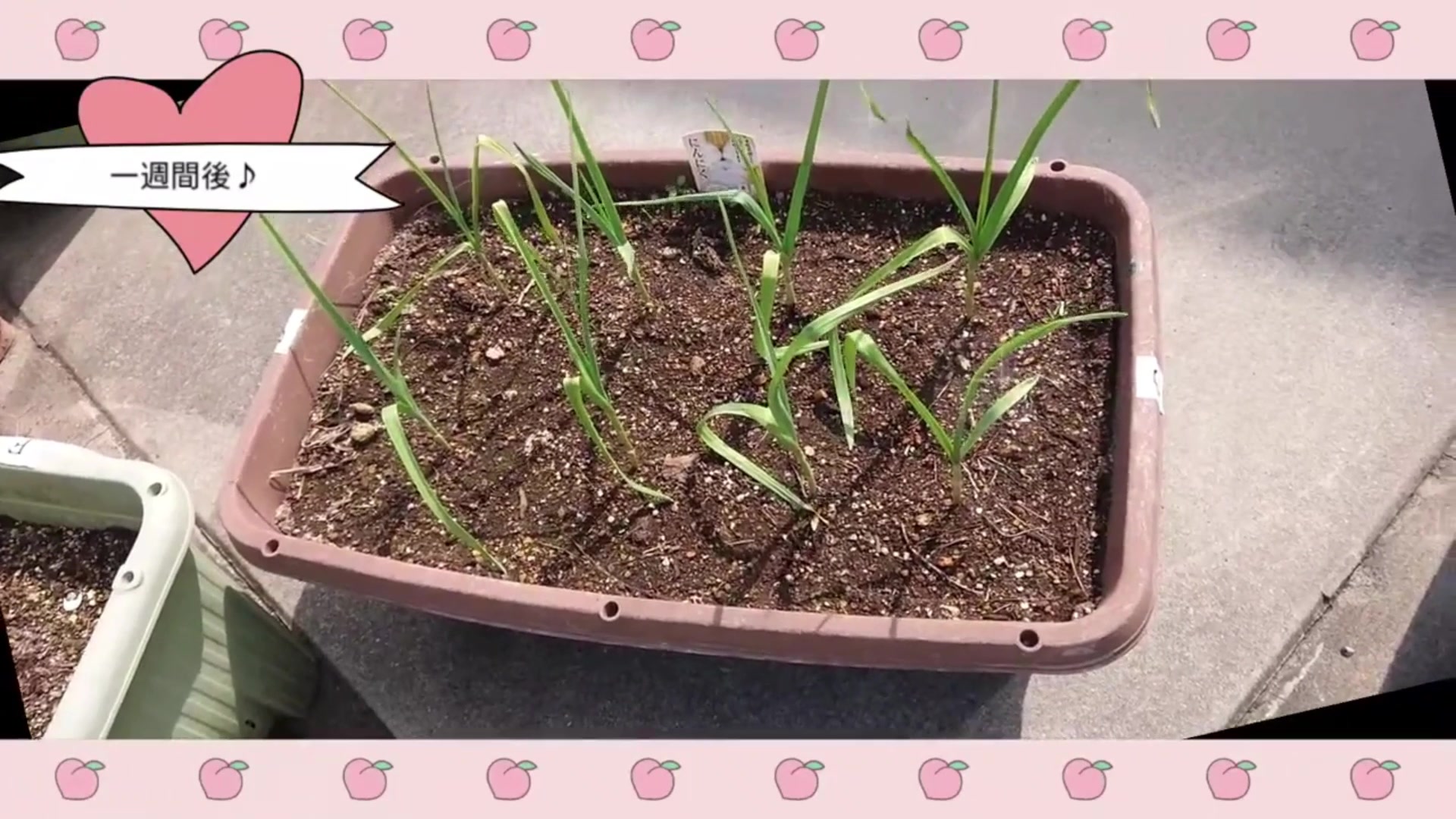 植え付けから1週間後に根付いたニンニク苗