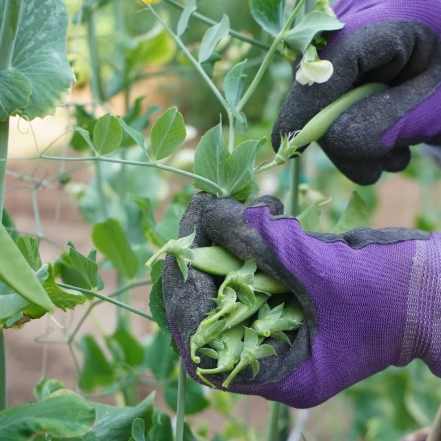 手袋を着けて野菜を収穫する手元