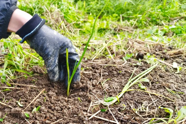 手袋を着けてタマネギの苗を植える手元