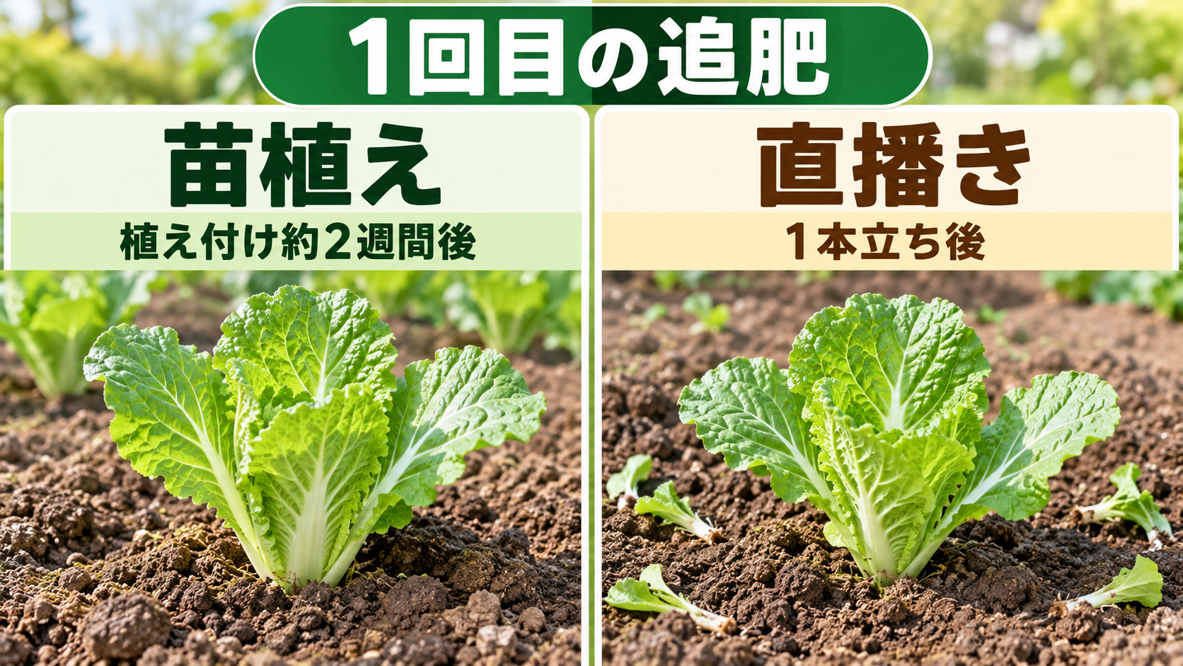 苗植えと直播きで異なる白菜の1回目の追肥時期