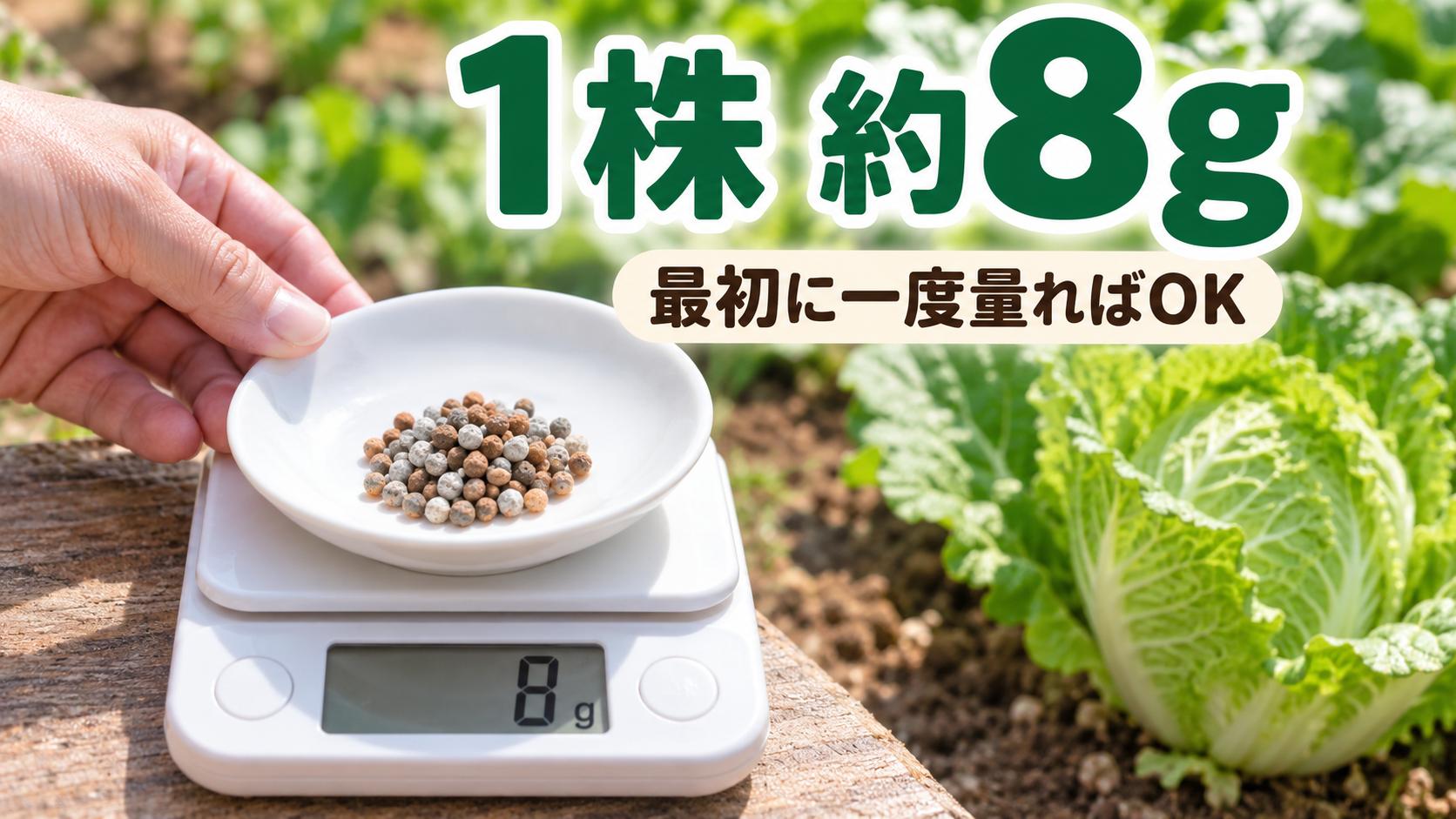 粒状化成肥料8-8-8を1株約8g量る初心者向けの量感