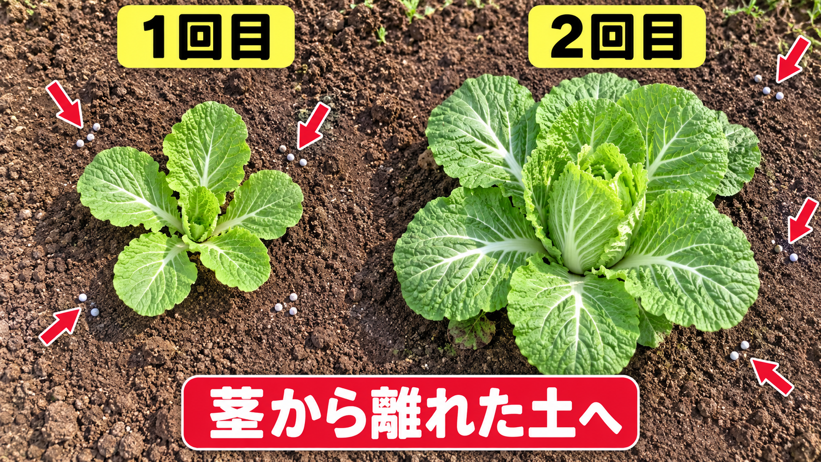白菜の1回目と2回目で肥料をまく場所の違い