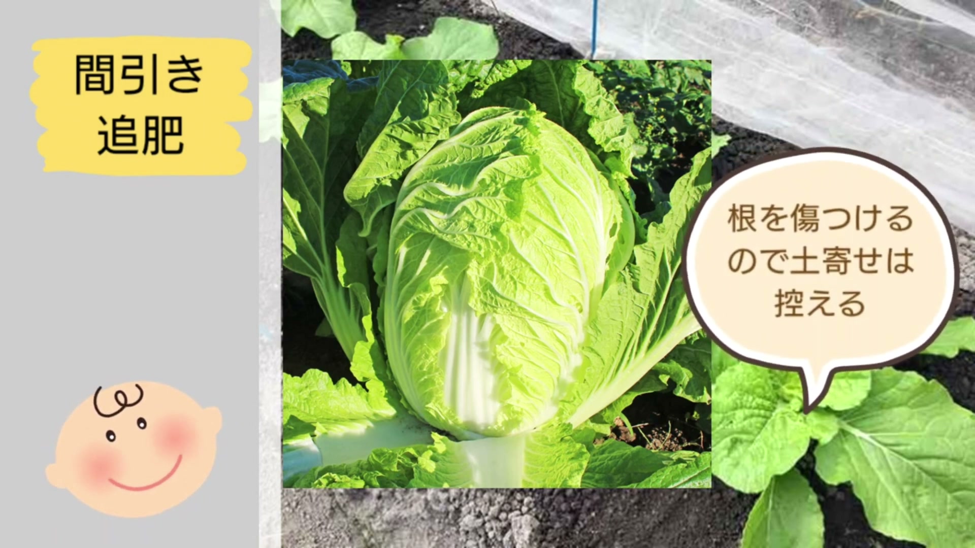 結球した白菜と根を傷つけないため土寄せを控える説明