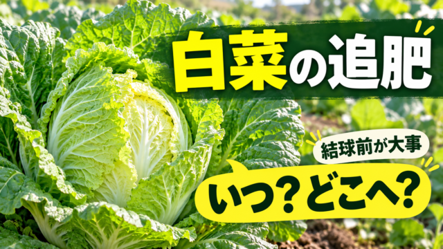 白菜の追肥時期と量、与える場所を紹介するアイキャッチ