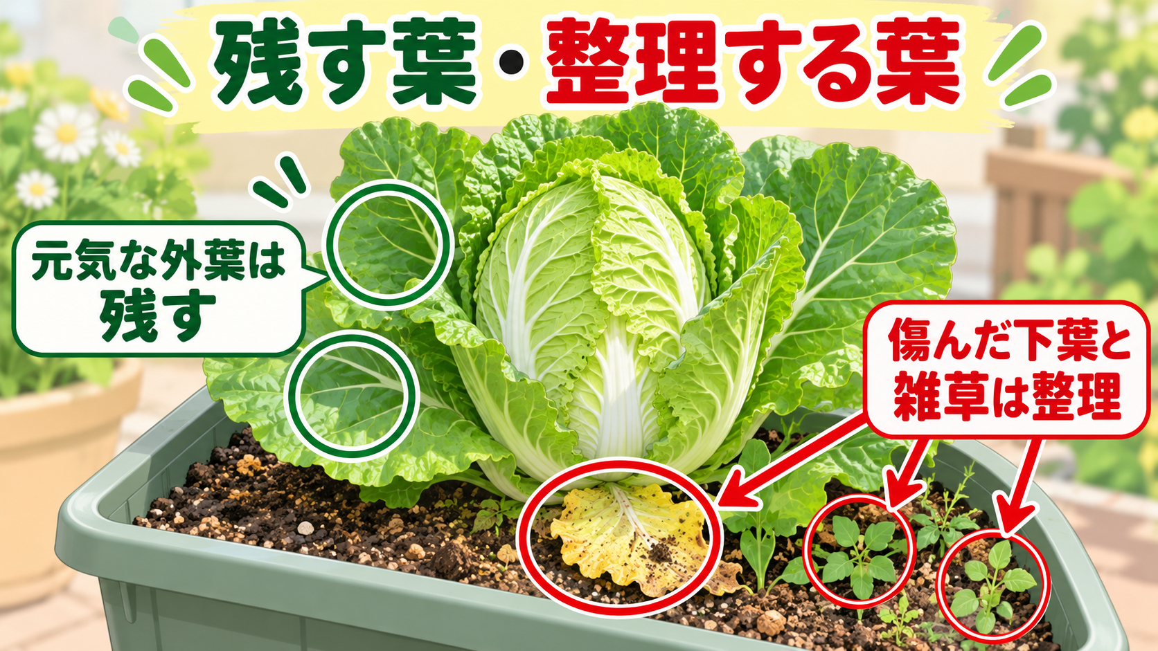 元気な外葉は残し傷んだ下葉と雑草を整理する目安