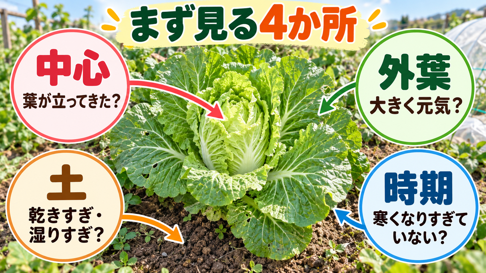 白菜が結球しないときに見る中心・外葉・土・時期の4項目