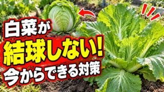 白菜が結球しない原因と今からできる対策を紹介するアイキャッチ