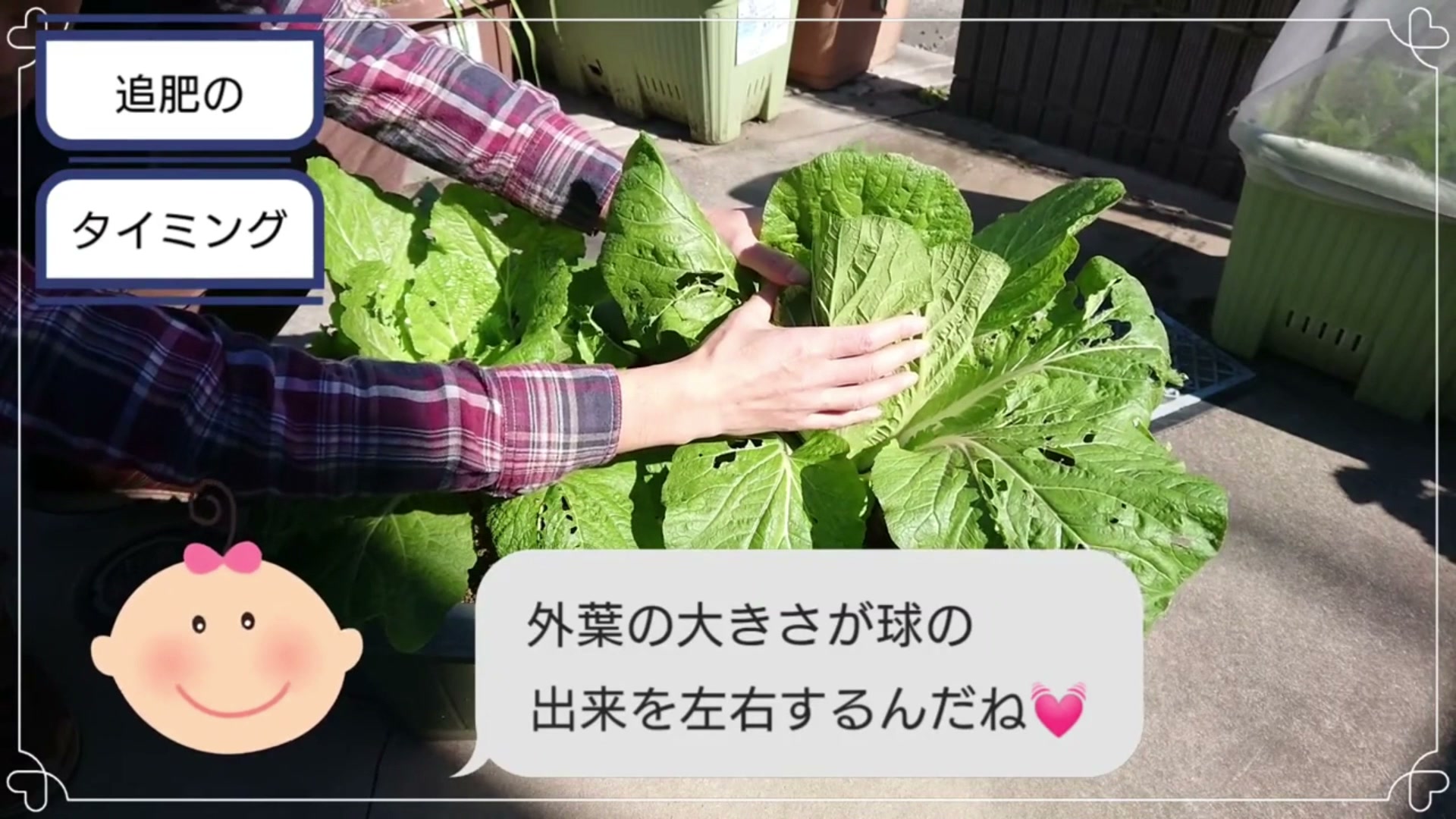 白菜の中心葉と大きな外葉を確認する様子