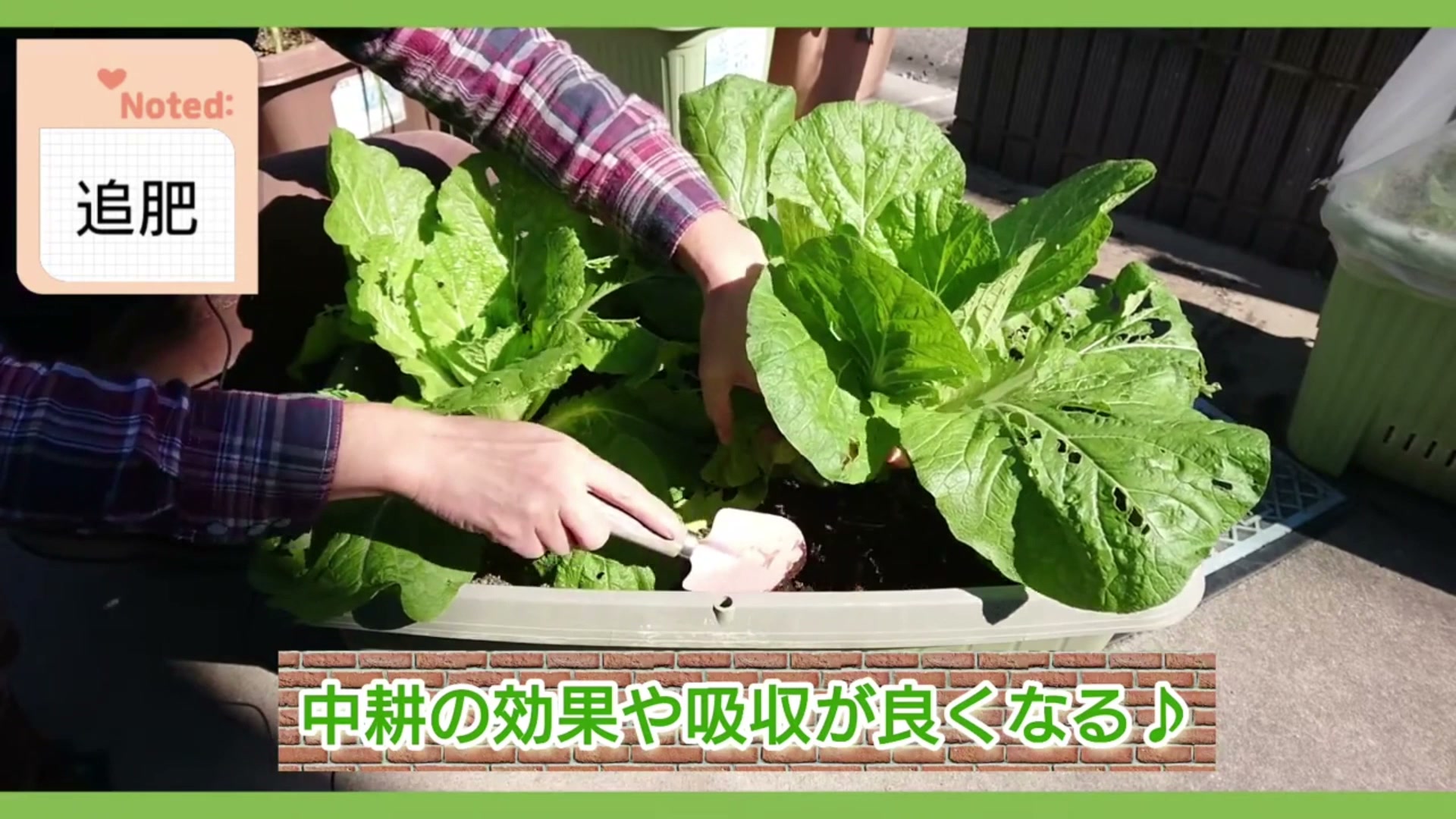 白菜の葉を支えながら株の周囲へ追肥する様子