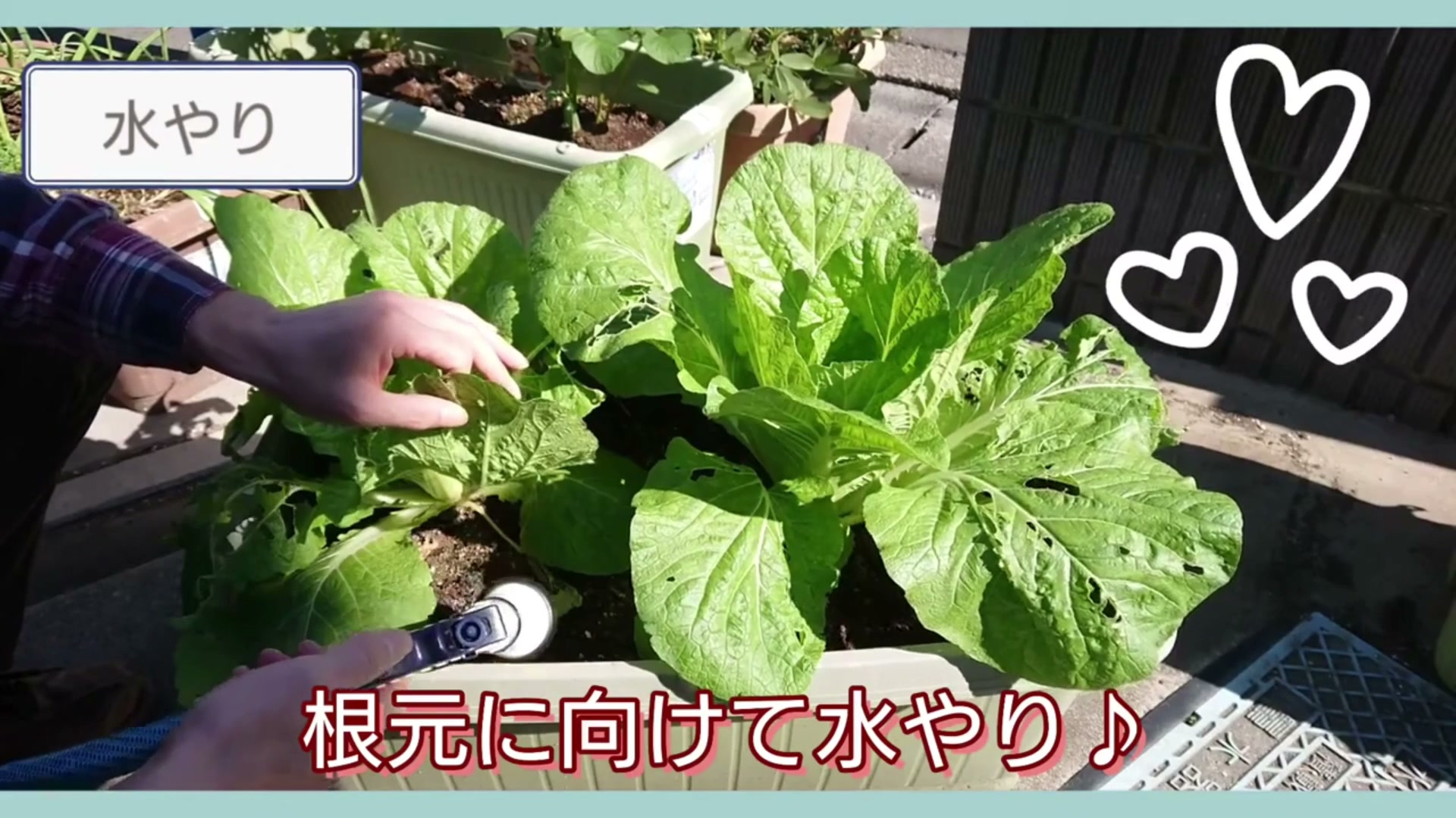 大きな白菜の葉の奥へノズルを入れて株元へ水やりする様子