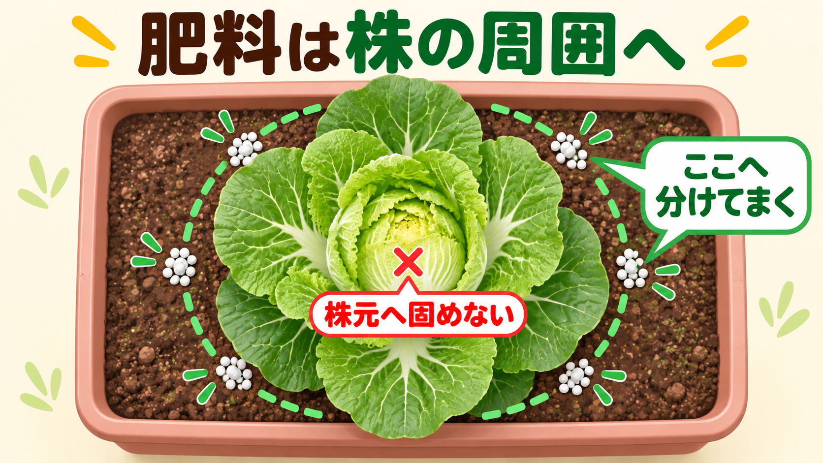 白菜の肥料を株元へ固めず株の周囲へ分けてまく位置