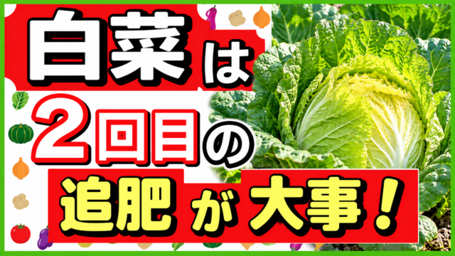 白菜は2回目の追肥が大事と伝えるアイキャッチ