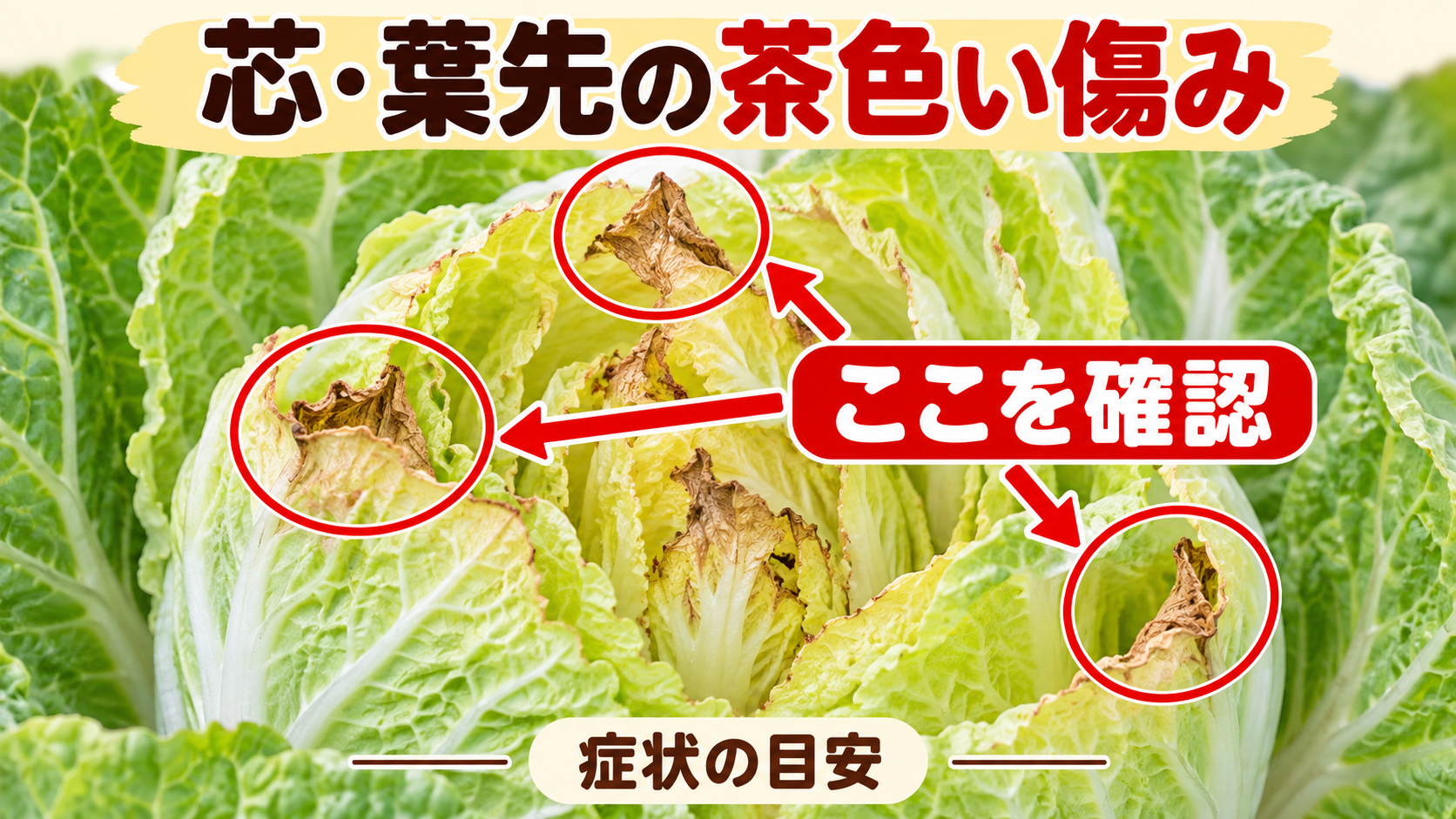白菜の芯や葉先に出る茶色い傷みの目安