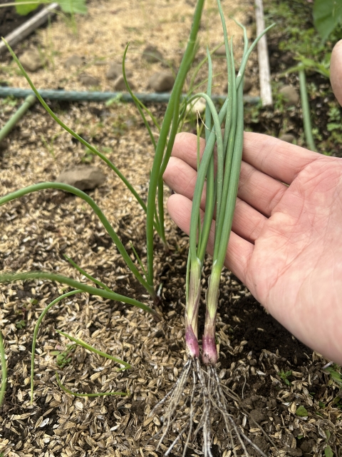 植え付け前まで健康に育った玉ねぎ苗