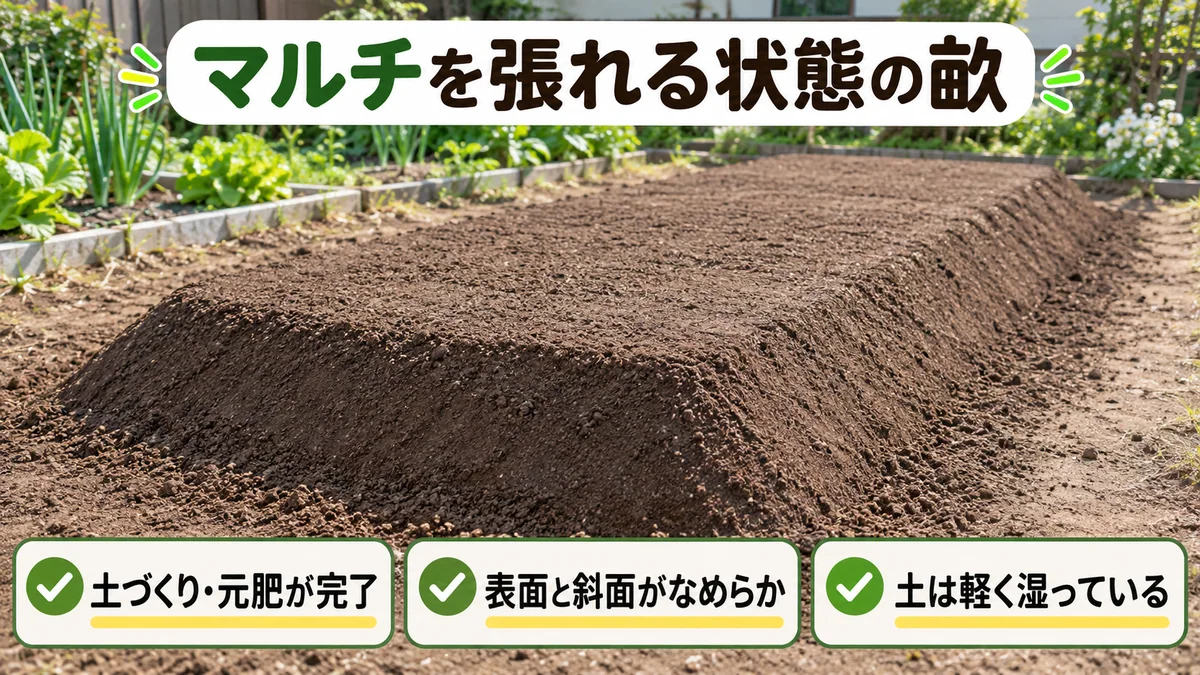 マルチを張る前に、土づくりと元肥を終えて表面と斜面を整えた畝