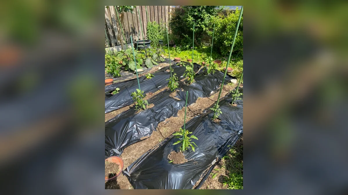 黒マルチを使って夏野菜を育てている家庭菜園