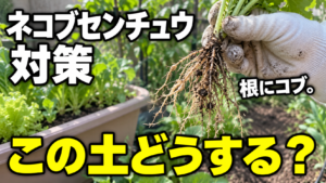 ネコブセンチュウ対策と土の扱い方を紹介するアイキャッチ・生成イメージ