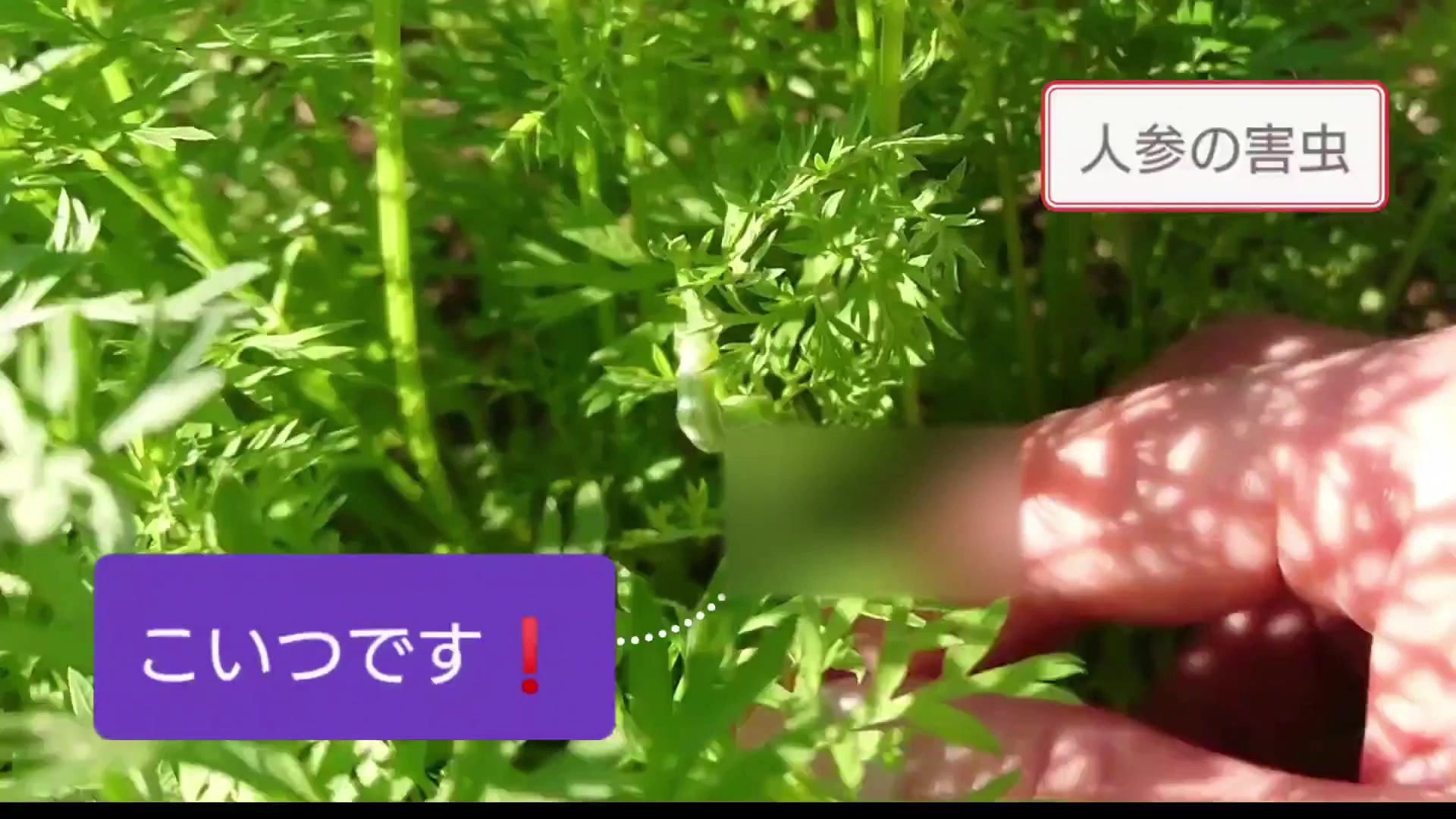 ニンジンの葉の中に隠れた害虫の幼虫