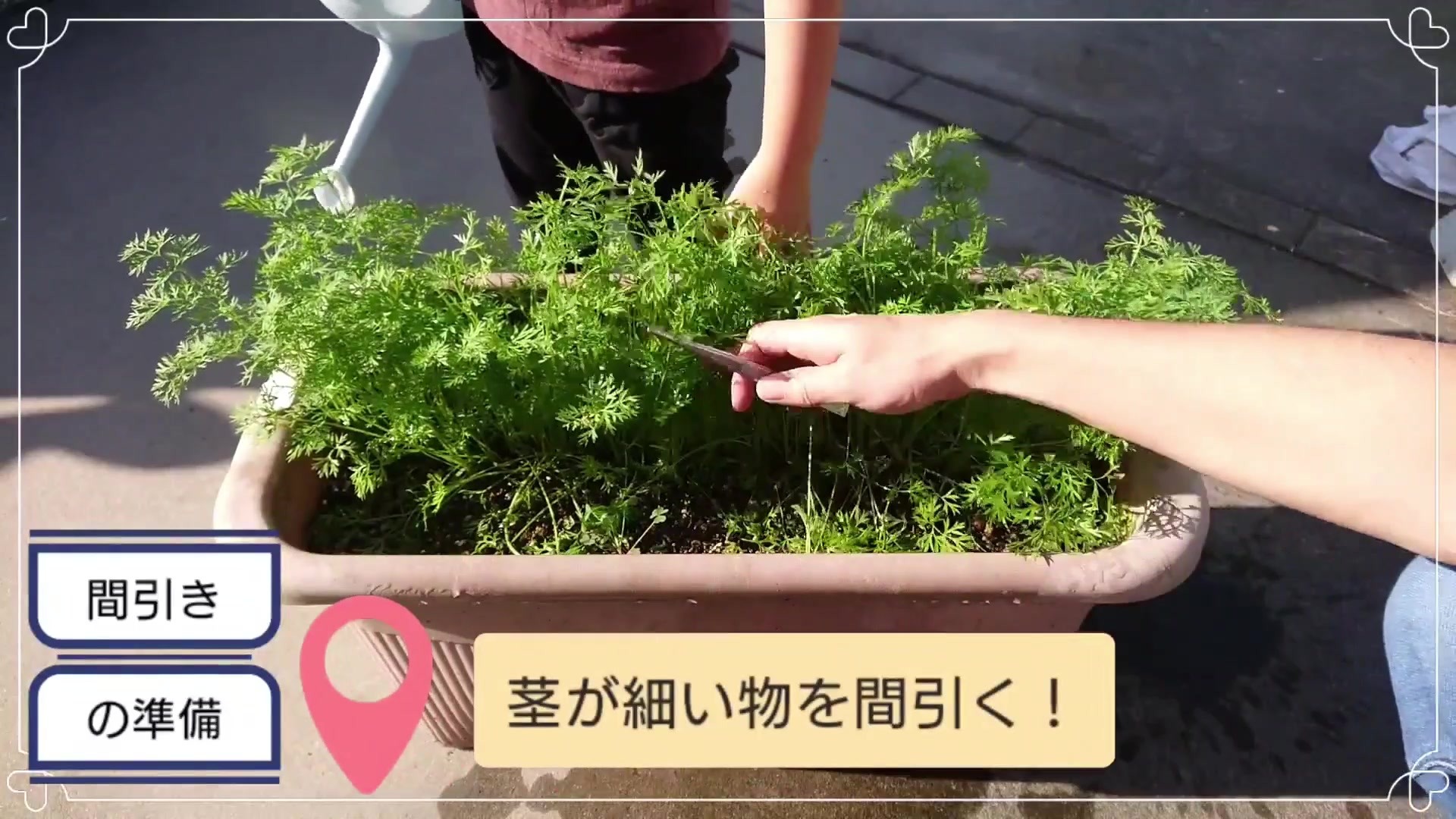 ニンジンの間引き前に土を湿らせて細い苗を探す手元