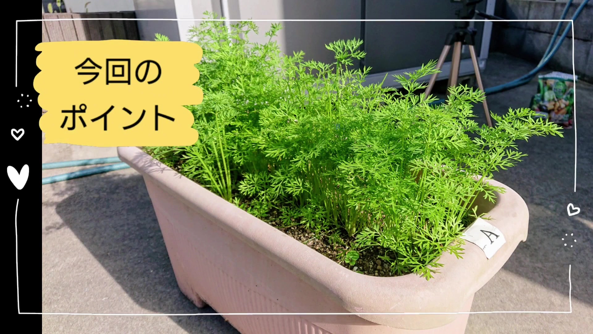 プランターで葉と茎が混み合って育ったニンジン