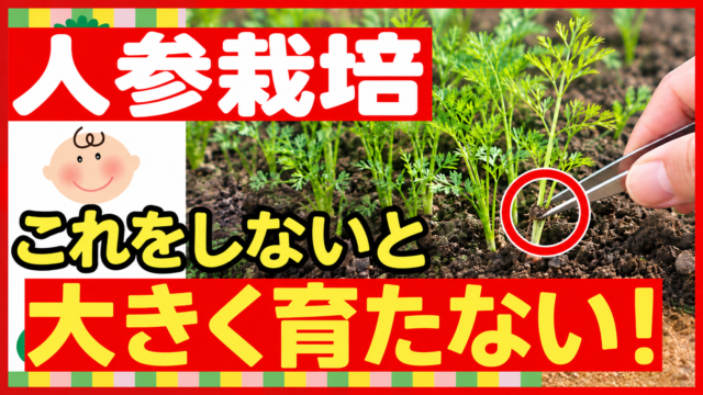 ニンジン栽培で間引きをしないと大きく育たないことを伝えるアイキャッチ